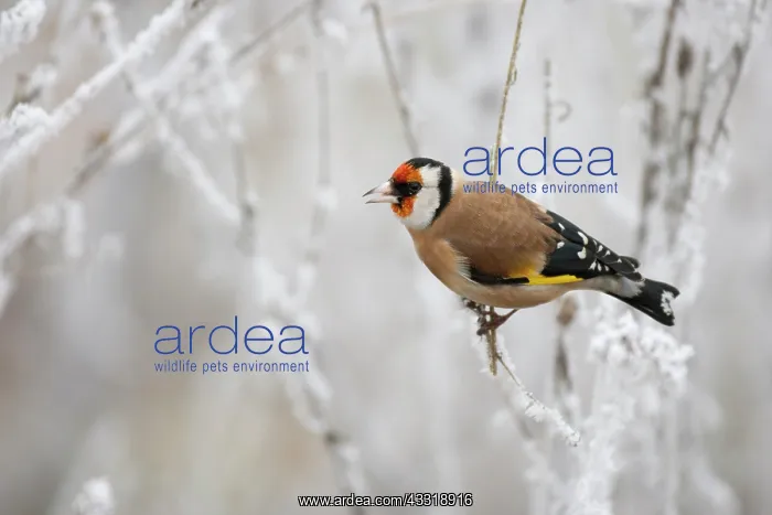 : European Goldfinch : European Goldfinch