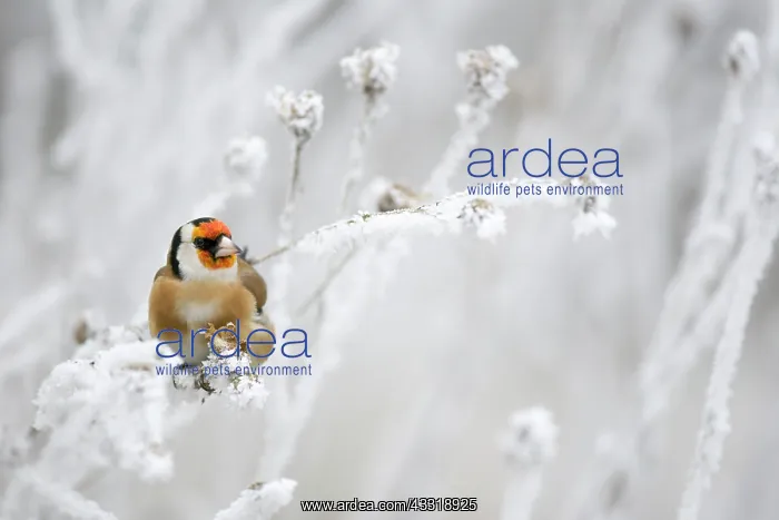 : European Goldfinch : European Goldfinch