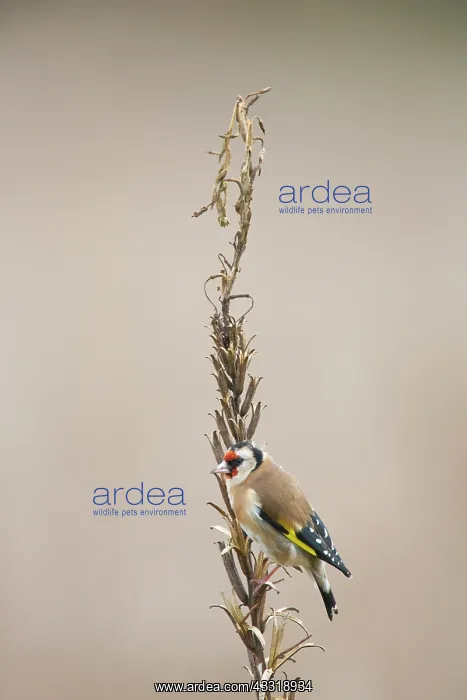 : European Goldfinch : European Goldfinch