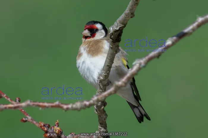 : European Goldfinch : European Goldfinch