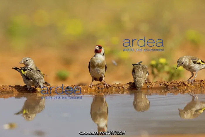 : European goldfinch : European goldfinch