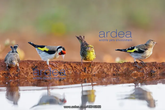 : European goldfinch : European goldfinch