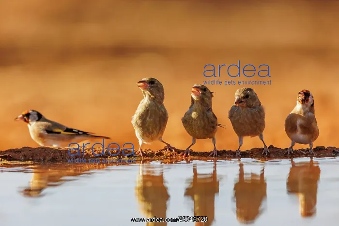 : European goldfinch : European goldfinch