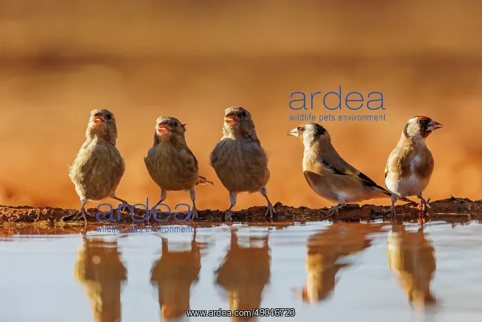 : European goldfinch : European goldfinch