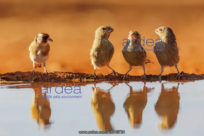 : European goldfinch : European goldfinch