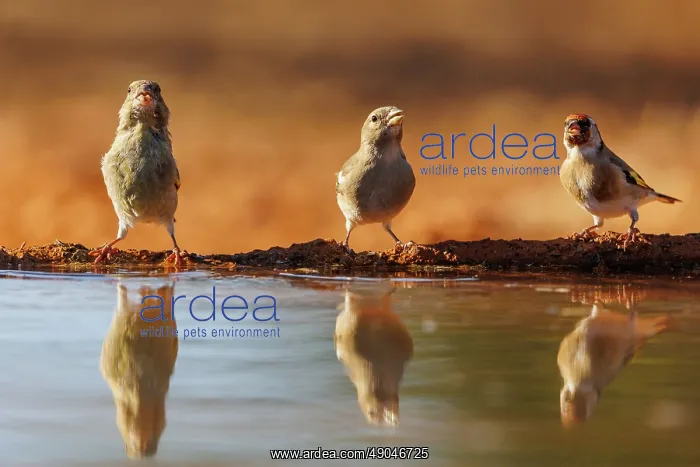 : European goldfinch : European goldfinch
