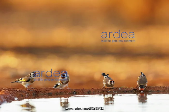 : European goldfinch : European goldfinch