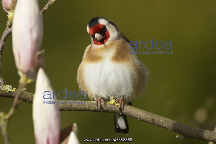 : European goldfinch (Carduelis carduelis) adult bird : European goldfinch (Carduelis carduelis) adult bird