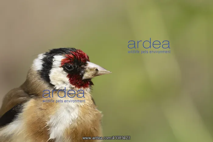  : European goldfinch (Carduelis carduelis) adult bird