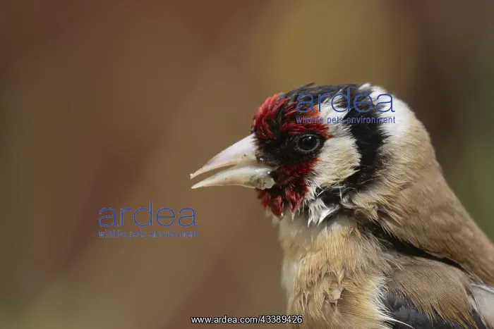  : European goldfinch (Carduelis carduelis) adult bird