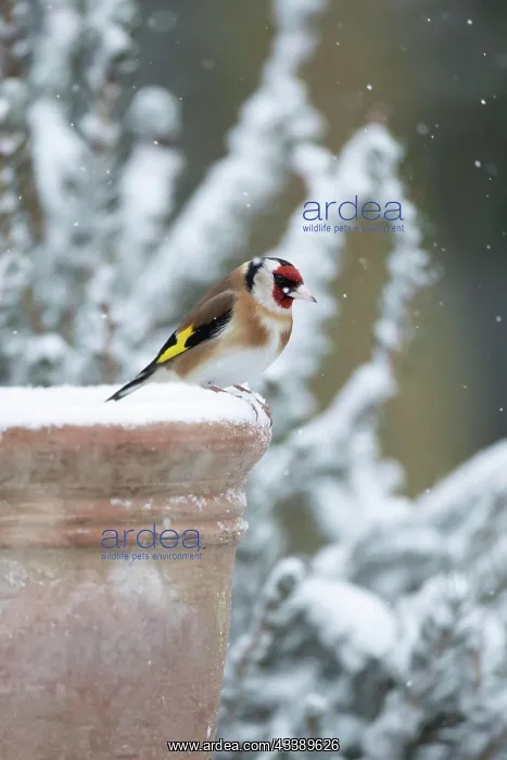 : European goldfinch (Carduelis carduelis) adult bird : European goldfinch (Carduelis carduelis) adult bird