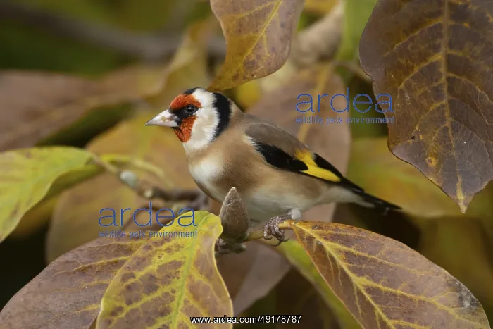 : European goldfinch (Carduelis carduelis) adult bird on a garden Magnolia tree with autumn colour leaves : European goldfinch (Carduelis carduelis) adult bird on a garden Magnolia tree with autumn colour leaves