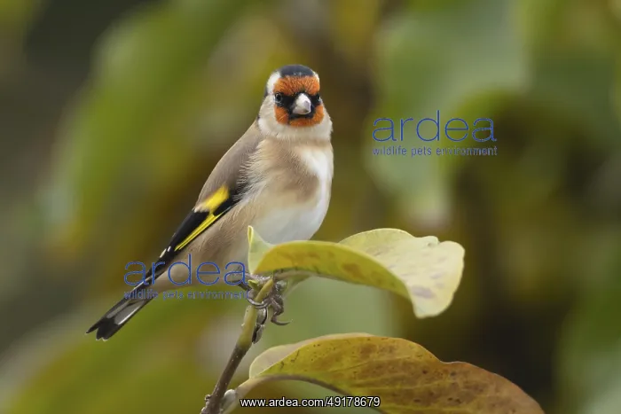 : European goldfinch (Carduelis carduelis) adult bird in a garden Magnolia tree with autumn leaves : European goldfinch (Carduelis carduelis) adult bird in a garden Magnolia tree with autumn leaves