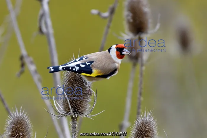 : European Goldfinch (Carduelis carduelis) feeding : European Goldfinch (Carduelis carduelis) feeding