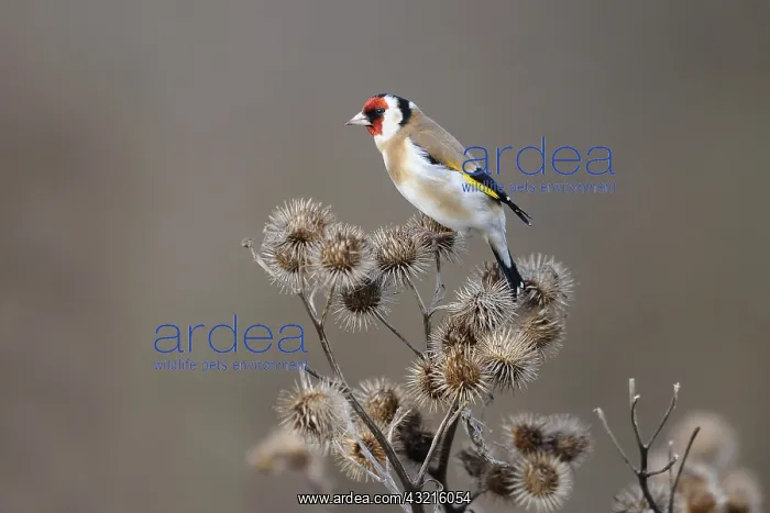 : European Goldfinch (Carduelis carduelis) foragi : European Goldfinch (Carduelis carduelis) foragi