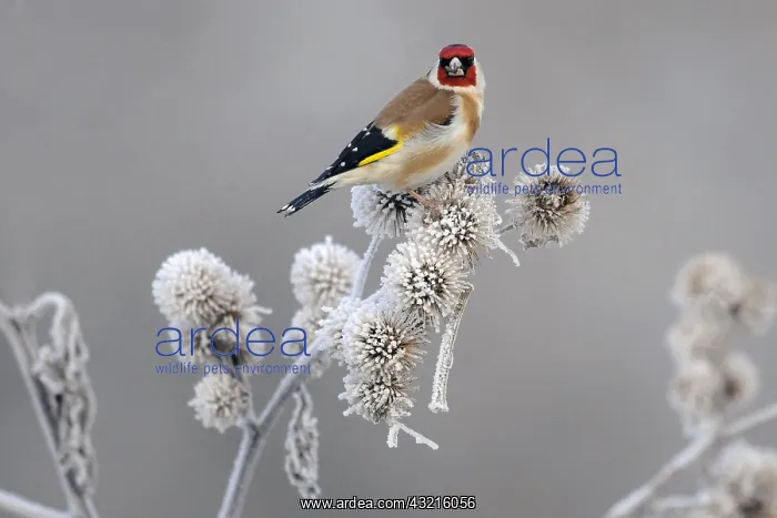 : European Goldfinch (Carduelis carduelis) foragi : European Goldfinch (Carduelis carduelis) foragi