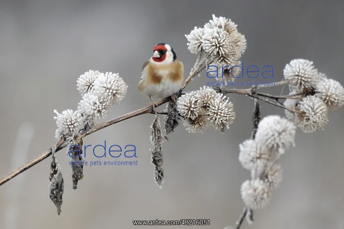 : European Goldfinch (Carduelis carduelis) perche : European Goldfinch (Carduelis carduelis) perche