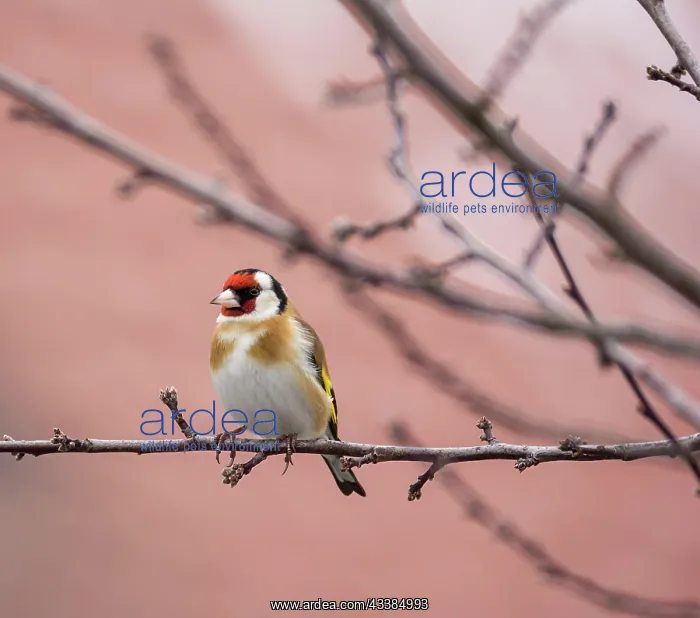 : European goldfinch (Carduelis carduelis) sitting on the bran : European goldfinch (Carduelis carduelis) sitting on the bran