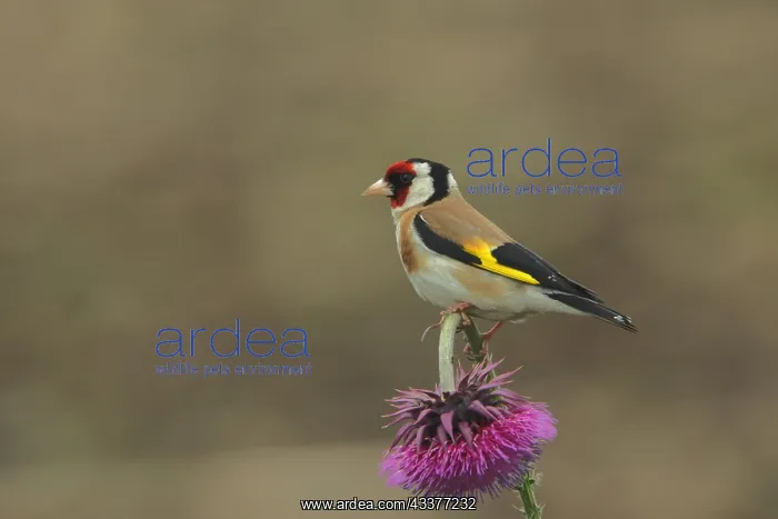 : European goldfinch (Carduelis carduelis) on a thistle : European goldfinch (Carduelis carduelis) on a thistle