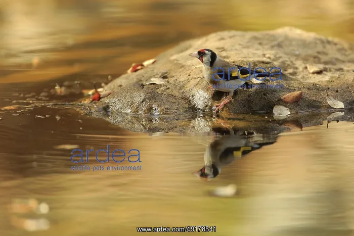 : European Goldfinch (Carduelis carduelis) at waterhole : European Goldfinch (Carduelis carduelis) at waterhole