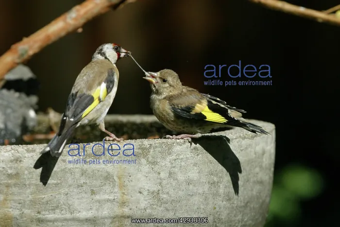: European Goldfinch - Feeding fledgling : European Goldfinch - Feeding fledgling