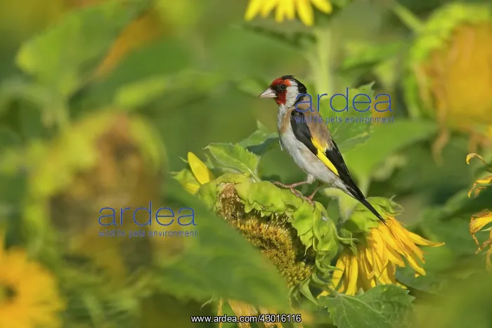 : European Goldfinch - male on faded sunflower : European Goldfinch - male on faded sunflower