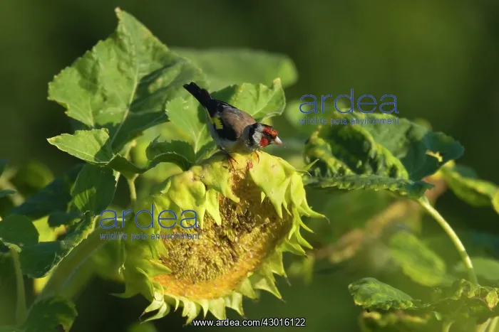 : European Goldfinch - male on faded sunflower : European Goldfinch - male on faded sunflower