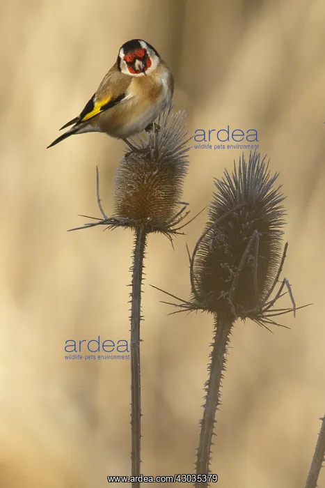 : European Goldfinch - perched - Castilla Leon, Spain : European Goldfinch - perched - Castilla Leon, Spain