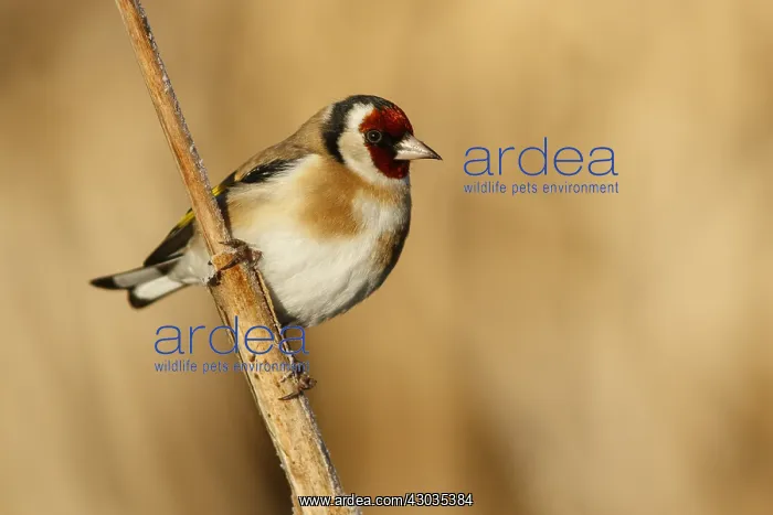 : European Goldfinch - perched - Castilla Leon, Spain : European Goldfinch - perched - Castilla Leon, Spain