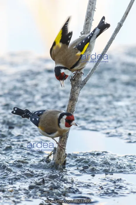 : European Goldfinch - perched - Castilla Leon, Spain : European Goldfinch - perched - Castilla Leon, Spain