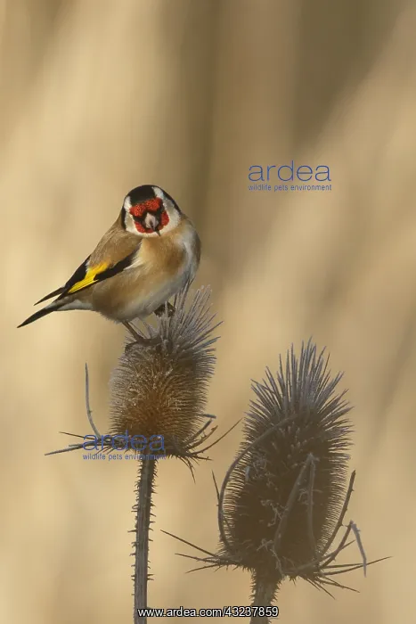 : European Goldfinch - perched - Castilla Leon, Spain : European Goldfinch - perched - Castilla Leon, Spain