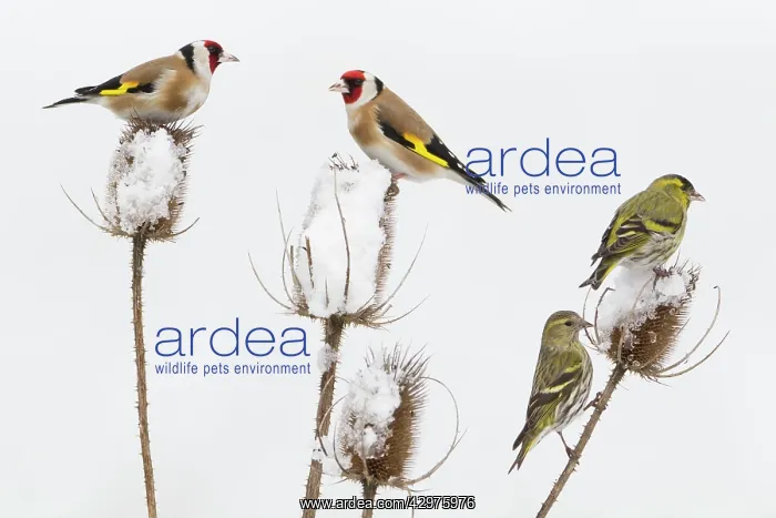 : European Goldfinch - with Siskin (Carduelis spinus) : European Goldfinch - with Siskin (Carduelis spinus)