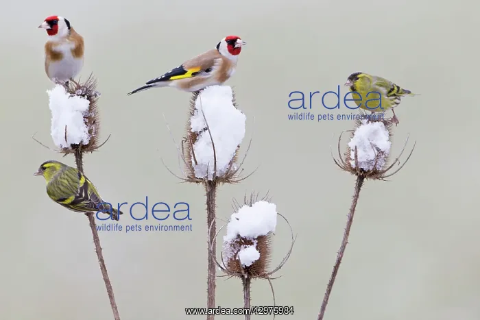 : European Goldfinch - with Siskin (Carduelis spinus) : European Goldfinch - with Siskin (Carduelis spinus)