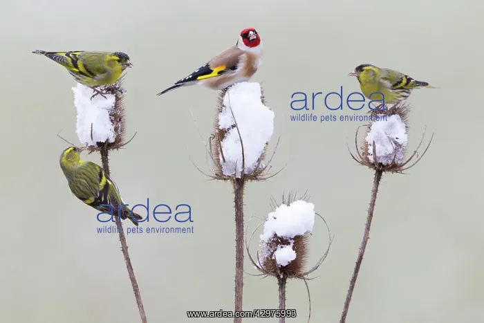 : European Goldfinch - with Siskin (Carduelis spinus) : European Goldfinch - with Siskin (Carduelis spinus)