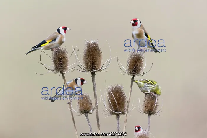 : European Goldfinch - with Siskin (Carduelis spinus) : European Goldfinch - with Siskin (Carduelis spinus)