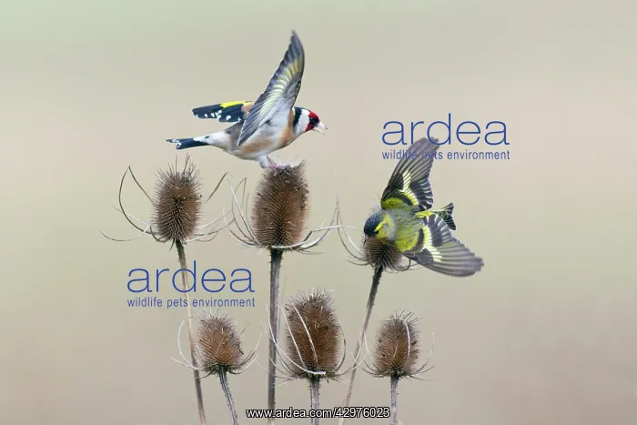: European Goldfinch and Siskin (Carduelis spinus) : European Goldfinch and Siskin (Carduelis spinus)