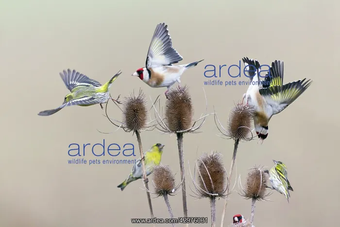 : European Goldfinch and Siskin (Carduelis spinus) : European Goldfinch and Siskin (Carduelis spinus)