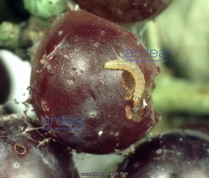 : European grape berry moth larva : European grape berry moth larva