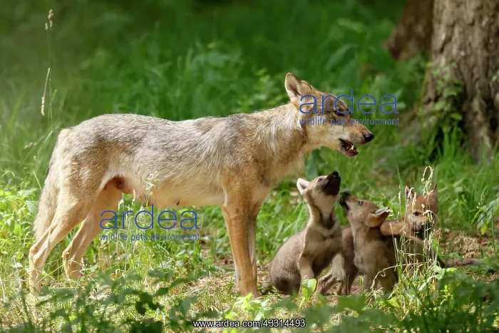 : European gray wolf (Canis lupus), adult with pups, captive : European gray wolf (Canis lupus), adult with pups, captive