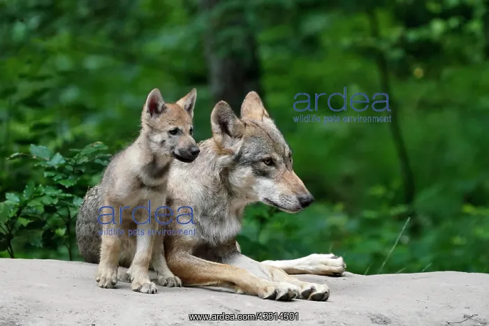 : European gray wolf (Canis lupus), adult with pups, captive : European gray wolf (Canis lupus), adult with pups, captive
