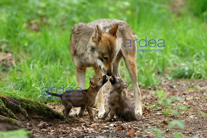 : European gray wolf (Canis lupus), adult with pups, captive : European gray wolf (Canis lupus), adult with pups, captive