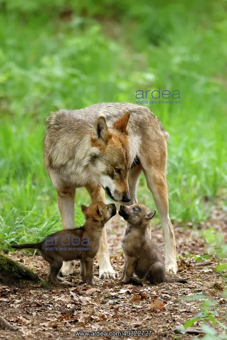 : European gray wolf (Canis lupus), adult with pups, captive : European gray wolf (Canis lupus), adult with pups, captive