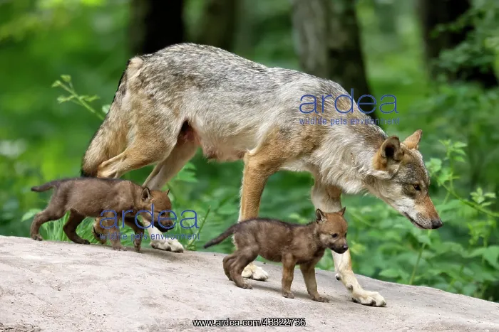  : European gray wolf (Canis lupus), adult with pups, captive
