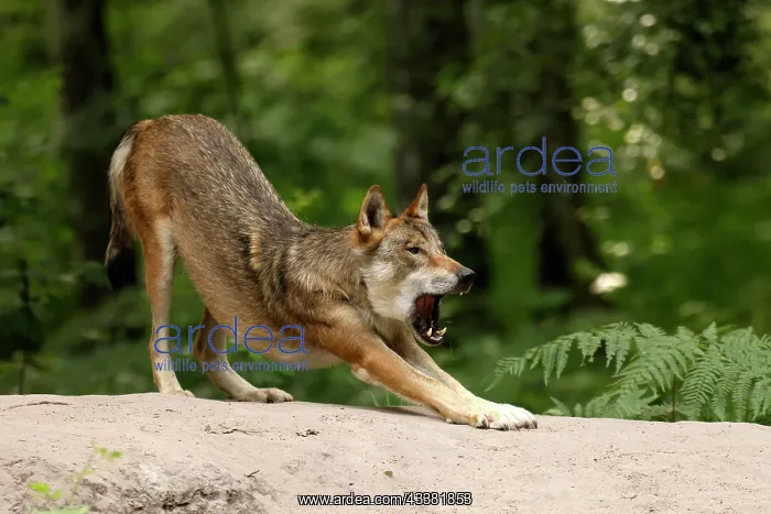 : European gray wolf (Canis lupus) stretches, Germ : European gray wolf (Canis lupus) stretches, Germ