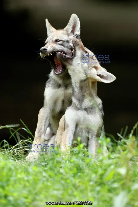 : Two European Gray wolf (Canis lupus)playing puppies : Two European Gray wolf (Canis lupus)playing puppies