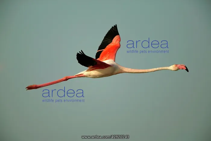 : European Greater FLAMINGO - single bird in flight : European Greater FLAMINGO - single bird in flight