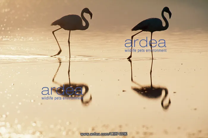 : European Greater FLAMINGO - at sunset : European Greater FLAMINGO - at sunset