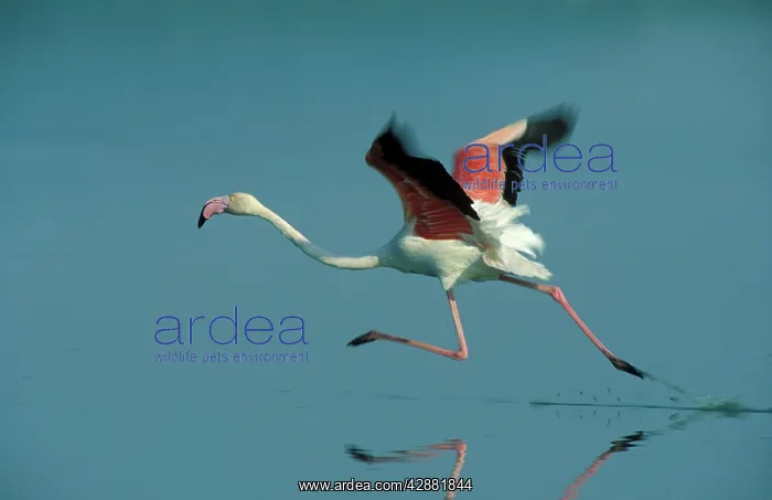 : European Greater FLAMINGO - Taking off at the Laguna : European Greater FLAMINGO - Taking off at the Laguna
