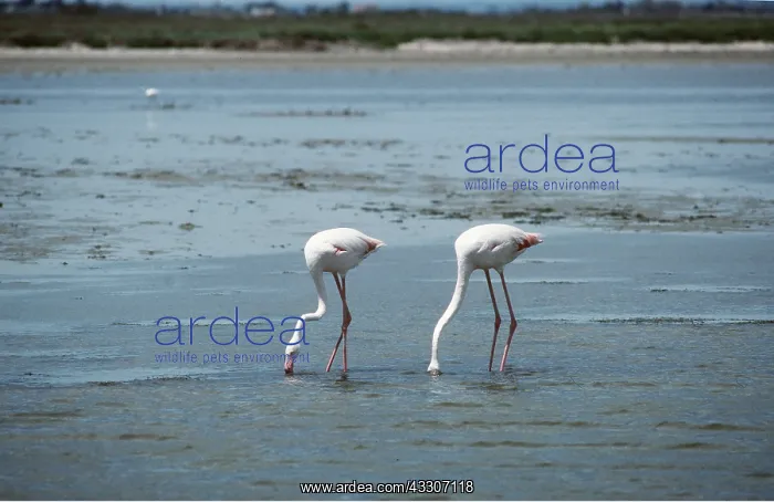 : European Greater FLAMINGO - x two, feeding : European Greater FLAMINGO - x two, feeding