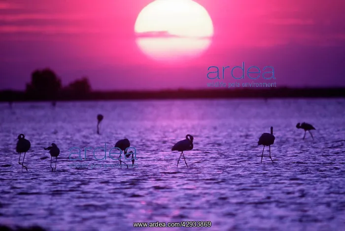 : European Greater FLAMINGOS - At sunset : European Greater FLAMINGOS - At sunset